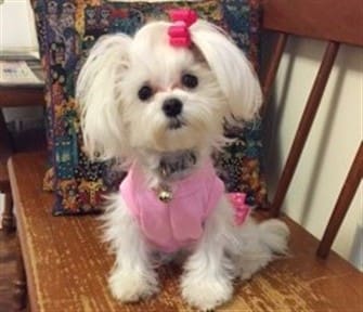 a-maltese-dog-wearing-pink-sweater